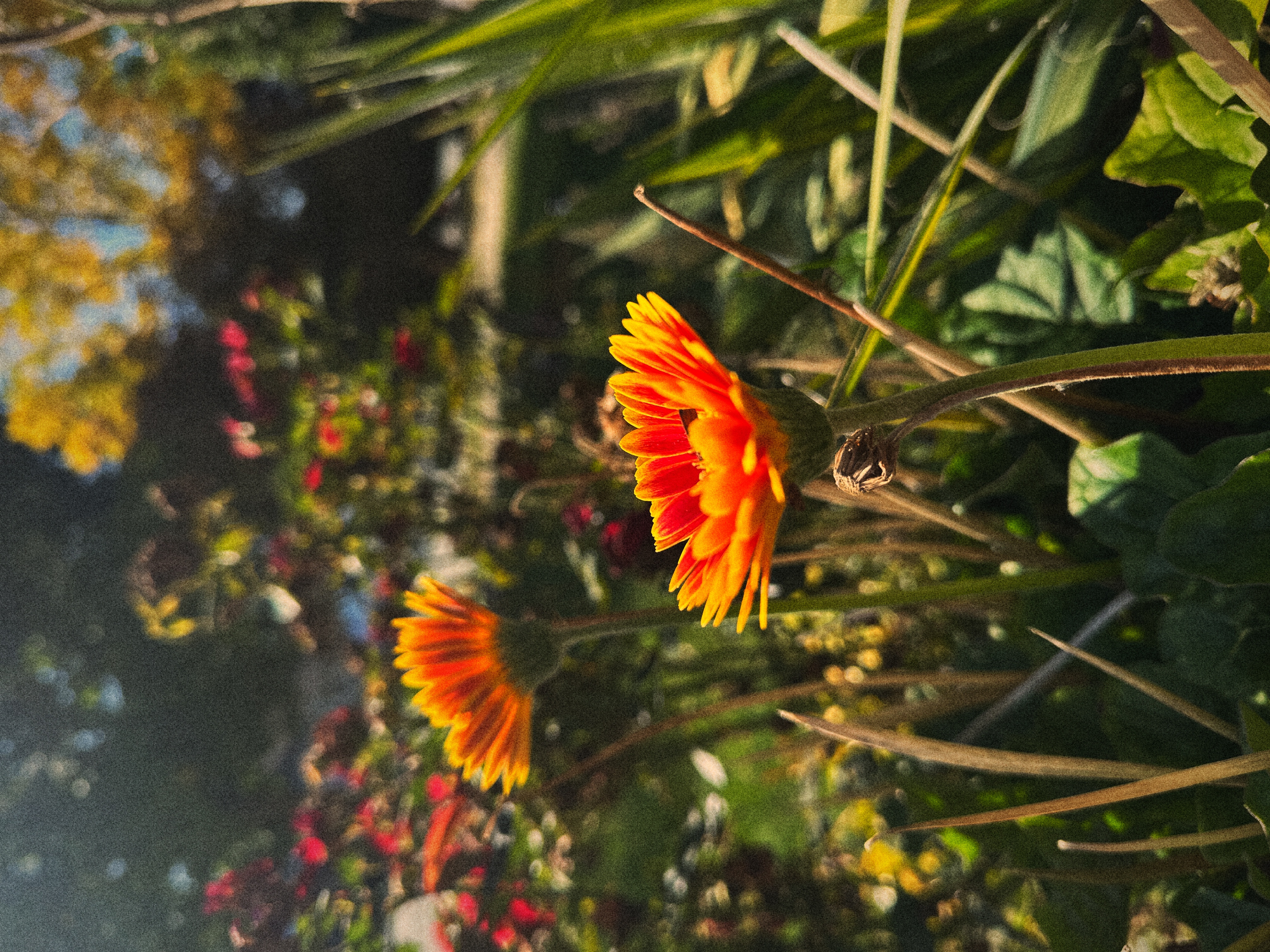 Orange bloom in the garden